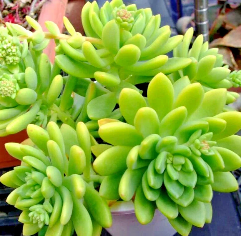 Succulent Sedum Alice Evans Live Plant Cuttings – Rosettes, Easy Care, Indoor/Outdoor, Sedum Stonecrops, Bare Root