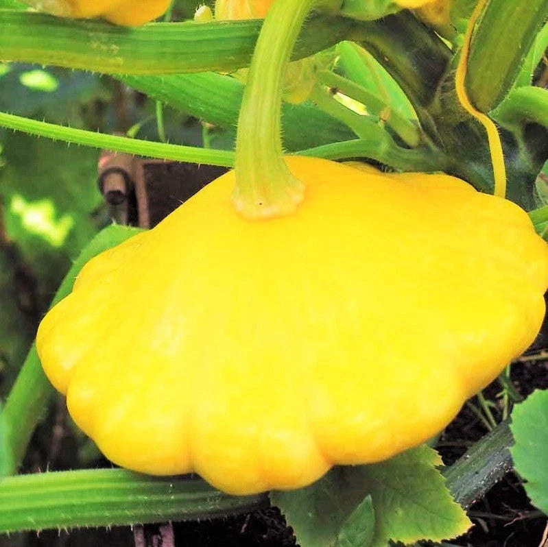 Sunburst Yellow Patty Pan Seeds – Bush Scallop Squash – Heirloom Vegetable Garden Seeds – Cucurbita pepo, Compact, Full Sun