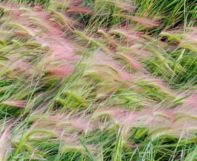 Foxtail Barley Seeds - Ornamental Grass Hordeum Jubatum - 25+ Seeds for Garden, Landscape, Naturalized Areas