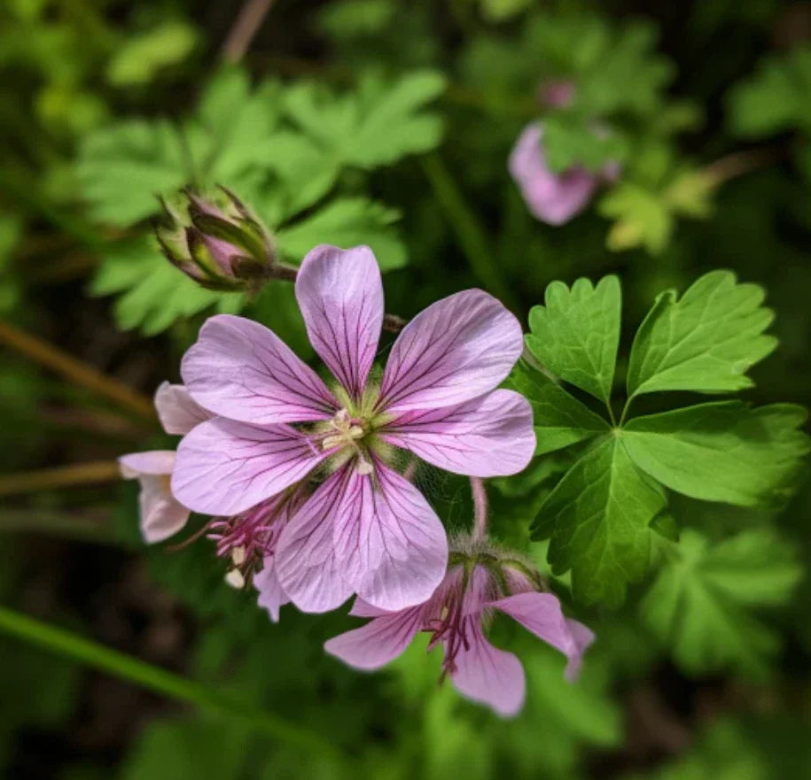 Wild Geranium Roots – 10 Fresh Perennial Plants – Geranium maculatum – Purple-Pink Flowers, Shade-Loving, Pollinator-Friendly