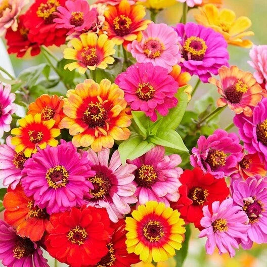 Zinnia Seeds - Non-GMO CAROUSEL MIX Heirloom Variety with Large 4-Inch Blooms for Gardens & Cut Flowers