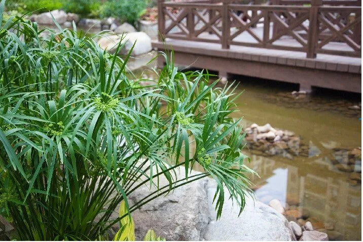 Umbrella Palm Seeds - 100+ Count Cyperus Alternifolius - US Seller