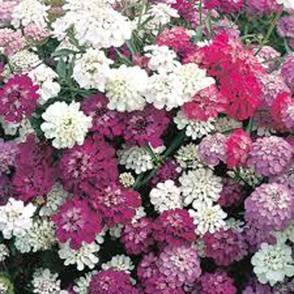 Dwarf Candytuft Seeds - Fairy Mix (Pink, Lavender, White) - Iberis umbellata - Low-Growing Flower Seeds for Borders & Containers