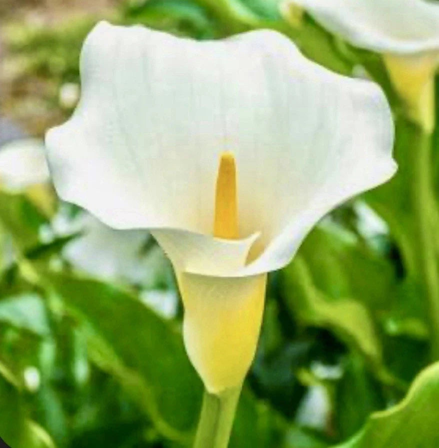 Calla Lily White Bulbs 10 Live Zantedeschia Aethiopica Perennial Flower Plant