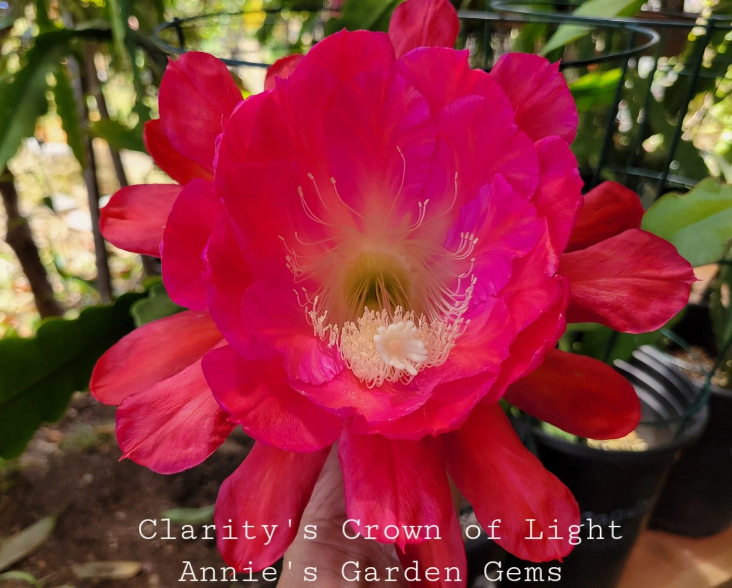 Epiphyllum Unrooted Cuttings 8-10 Inches Clarity's Crown of Light Epiphyllum oxypetalum
