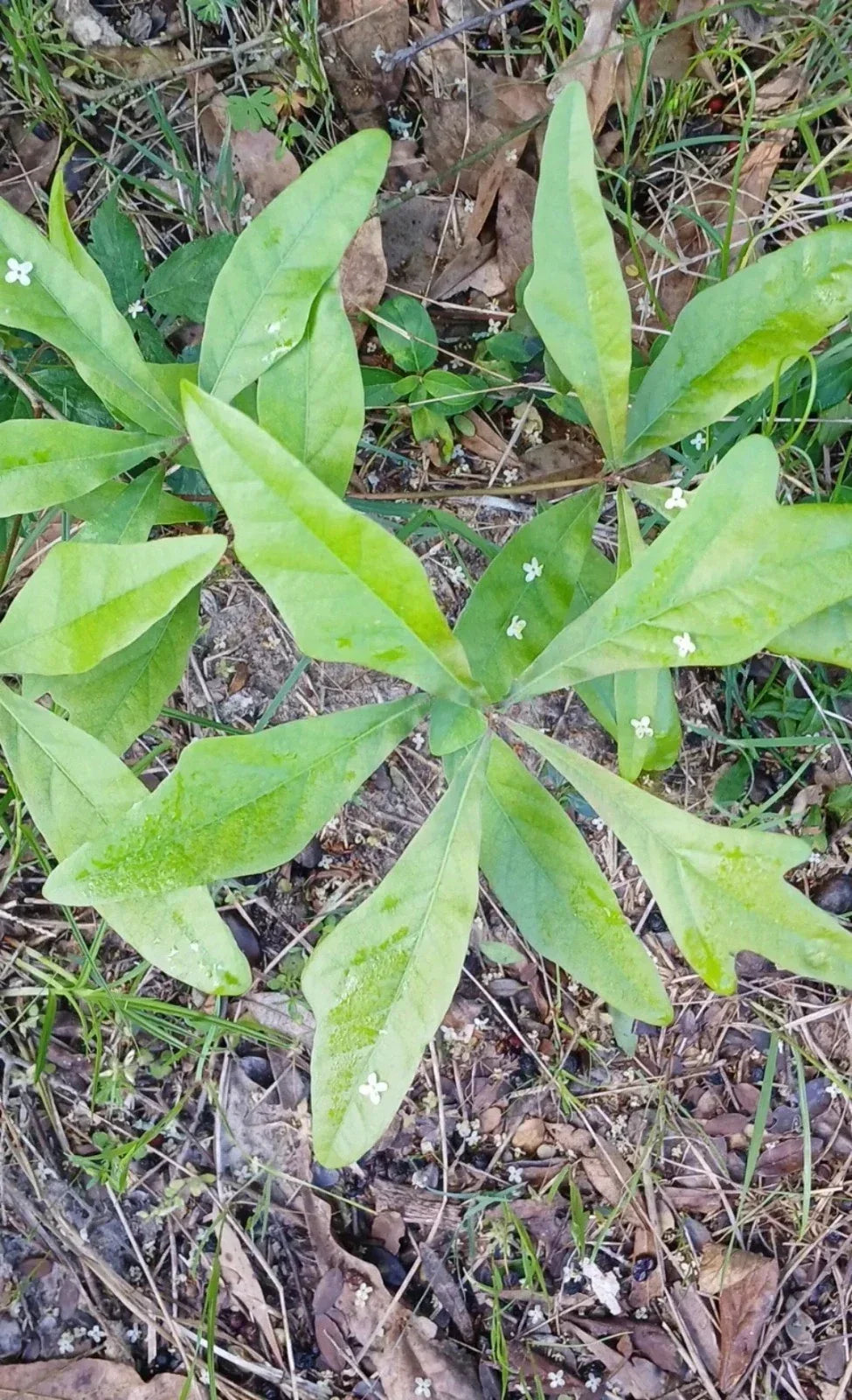 Water Oak Seedlings 10"-1ft Live Plants Quercus nigra 5-Pack for Shade and Landscape