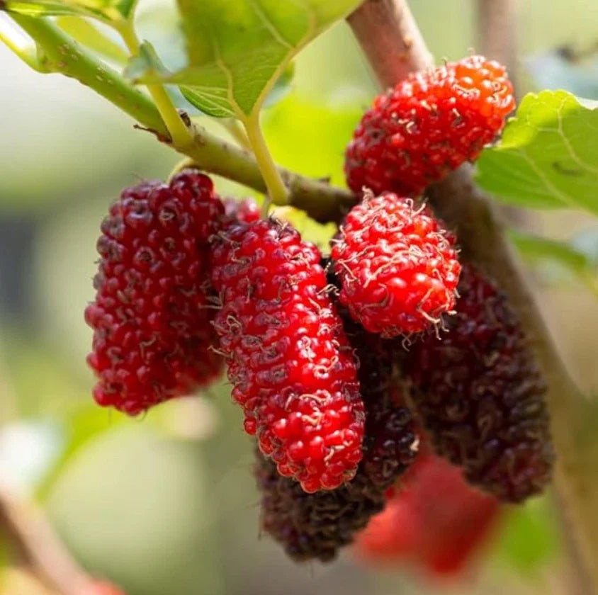 Live Red Mulberry Plant Bare Root 16-24" Morus rubra Fruit Tree for Garden & Orchard