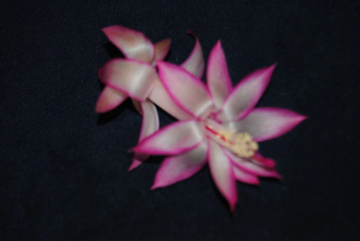 Christmas Cactus Starter Plant - Mardi Gras Parade - Schlumbergera Truncata - Well-Rooted Small Plant for Indoor Decor