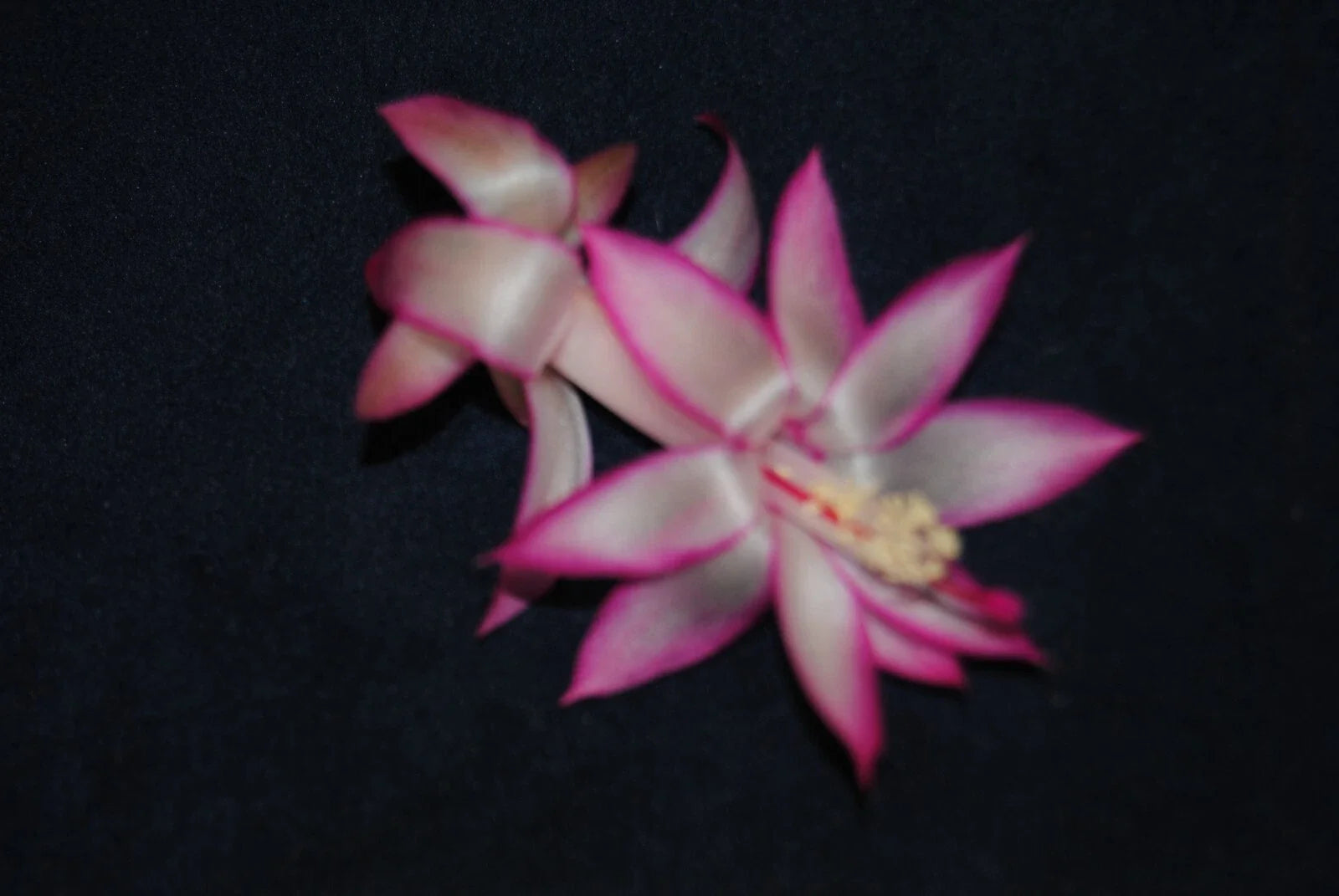 Christmas Cactus Starter Plant - Mardi Gras Parade - Schlumbergera Truncata - Well-Rooted Small Plant for Indoor Decor