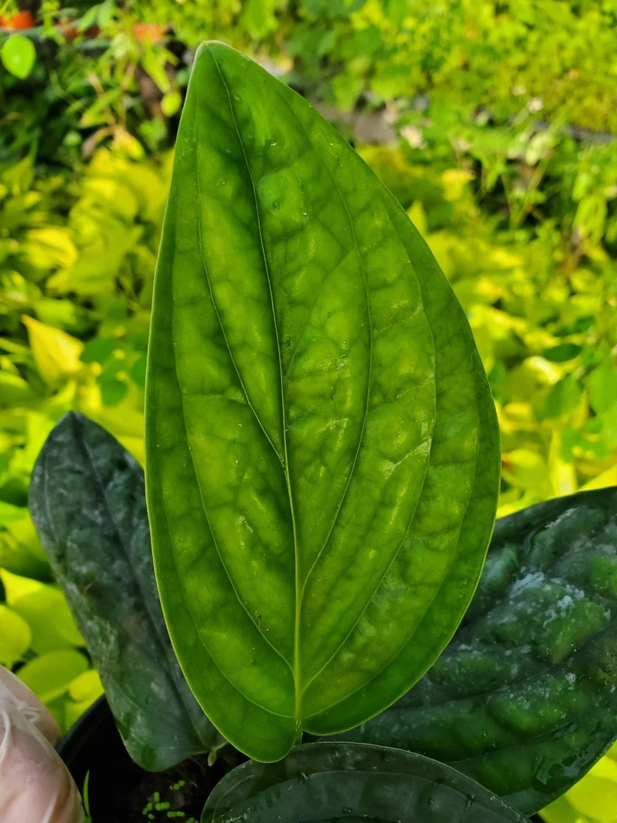 Monstera Peru Live Plant in 4" Pot, Monstera karstenianum, Indoor Tropical Plant, Green Foliage, Well-Rooted Houseplant