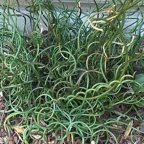 Corkscrew Rush Seeds - Juncus effusus 'Spiralis' - Unique Spiral Foliage for Water Gardens & Ponds - 5 Pack