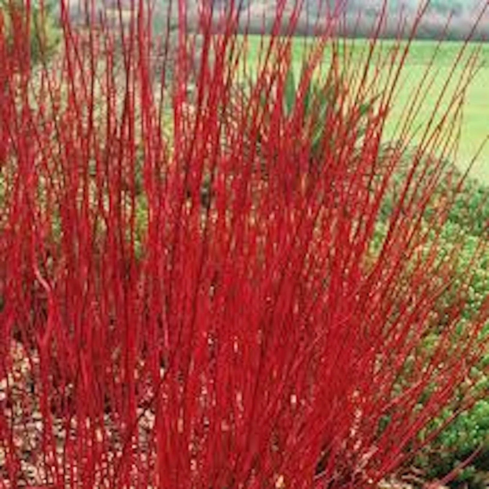 Red Twig Dogwood Shrub Live Plant 12-18in Bare Root Cornus sericea Ornamental Deciduous Bush