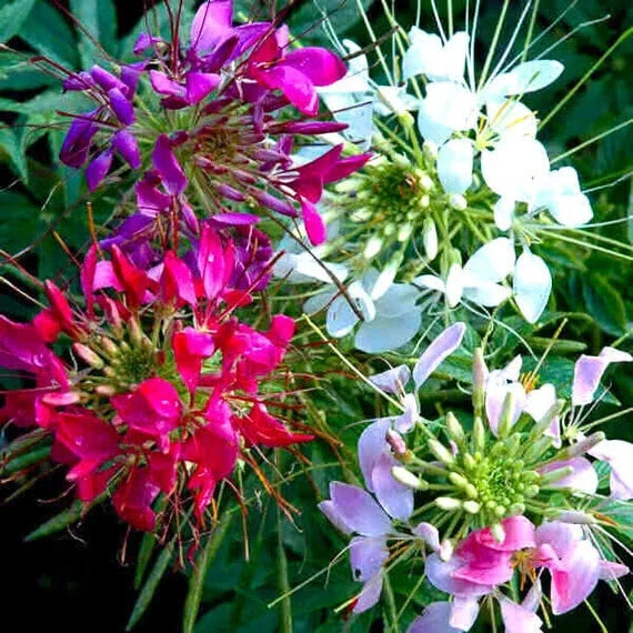 Mixed Colors Cleome Seeds - Non-GMO Flower Seeds for Garden - Cleome hassleriana