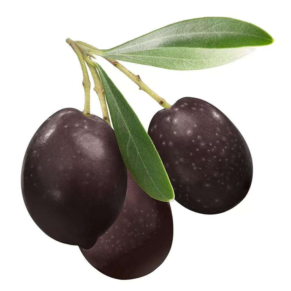 Olive Tree Seeds for Planting | 10 Seeds | Olea europaea | Mediterranean Variety for Garden & Landscaping