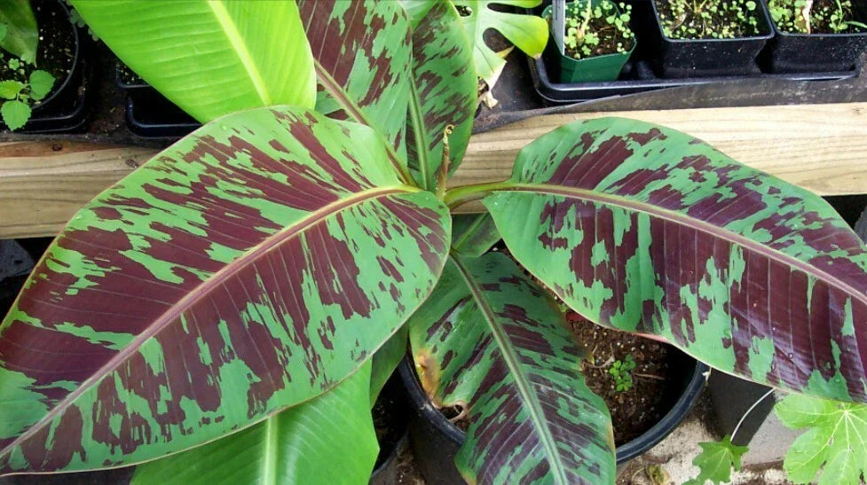 Live Banana Plant Musa 'Zebrina' - Red Banana Plant with Striking Variegated Foliage