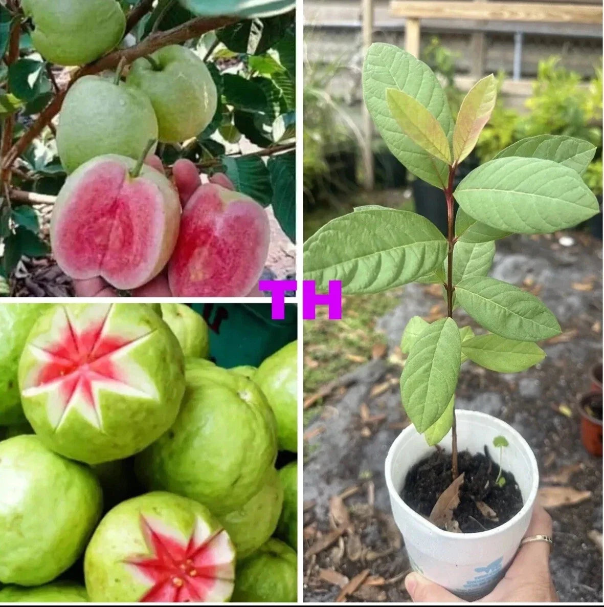 Ruby Red Guava Tree Live Plant, 12-15 Inches, Psidium guajava, Tropical Fruit Tree for Garden or Container