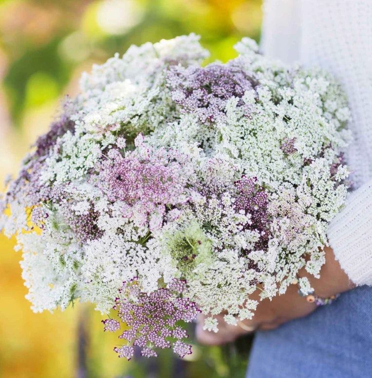 Queen Anne's Lace Seeds - Burgundy Flower Variety - Butterfly Host Plant - Daucus carota - 200 Seeds