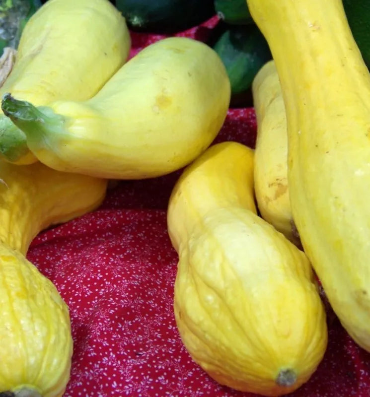 Crookneck Summer Squash Seeds – Cucurbita pepo – 25 Pack for Home Garden, Bounty of Tender, Flavorful Fruits