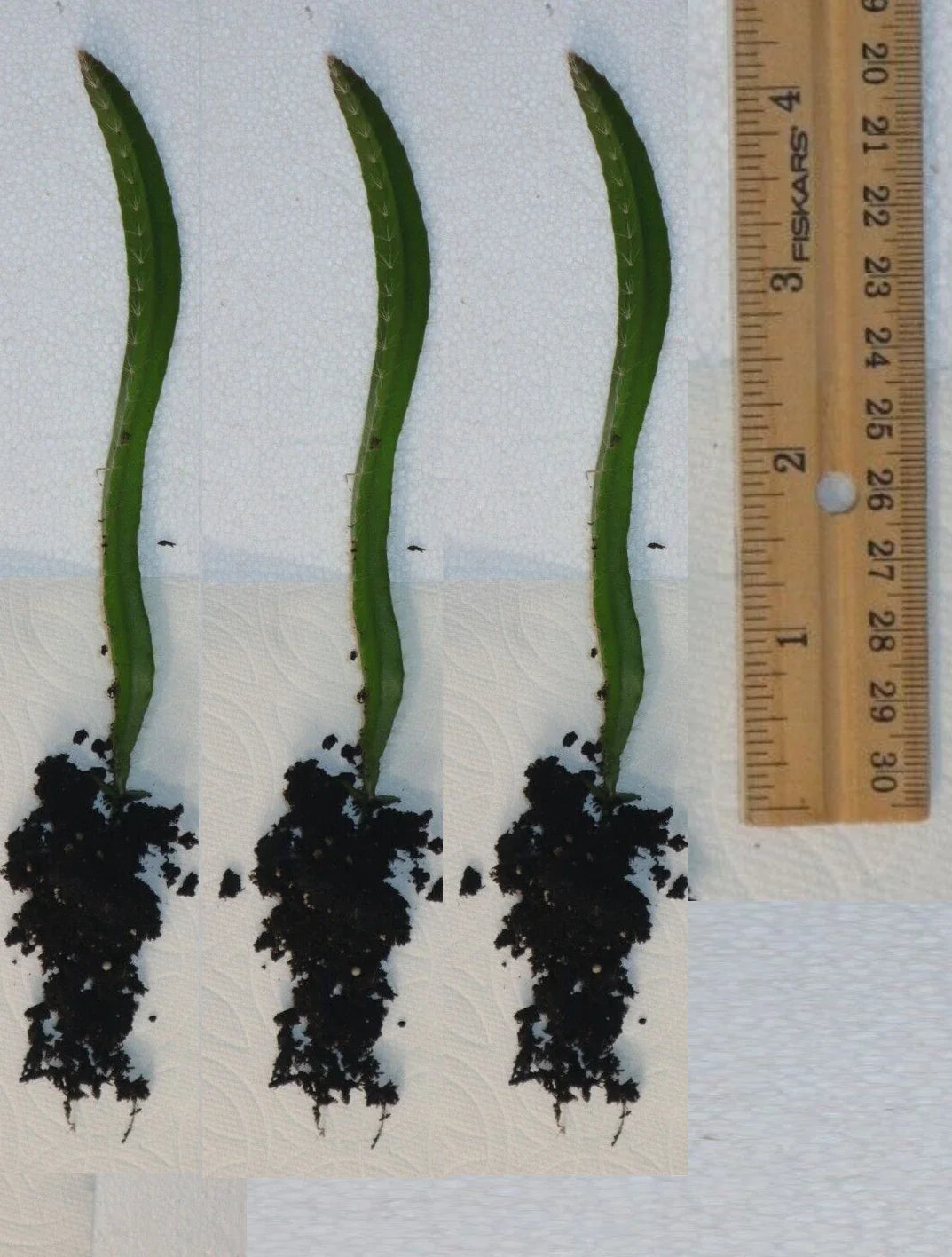 Rooted Yellow Dragon Fruit Seedlings - 4-Inch Hylocereus undatus Cactus Plants for Garden or Indoor Growth