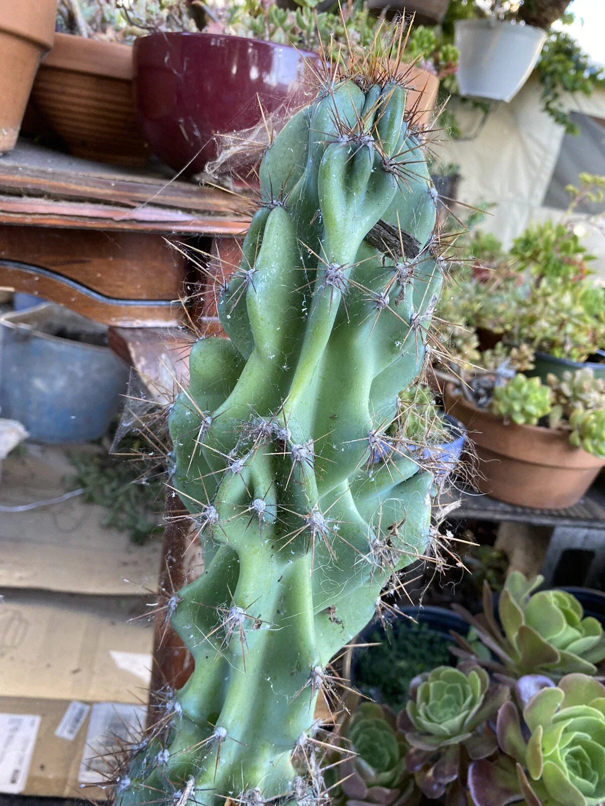 Large Sculptural Hardy Cereus Monstrosus Cutting - Unique Indoor/Outdoor Cactus Plant