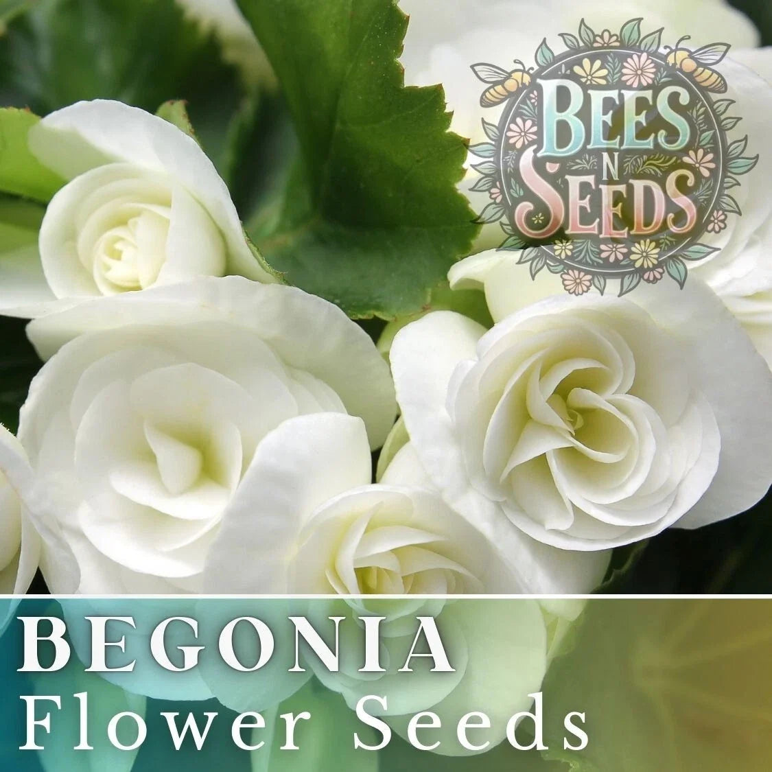 Ivory Haven Begonia Seeds – Non-GMO Flower Seeds for Indoor & Outdoor Gardens, Begonia x tuberhybrida, White Blooms, 45 or 125 Seeds
