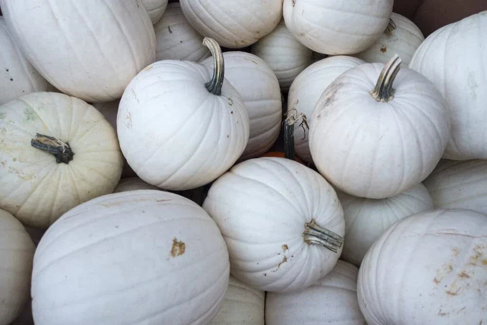 Blanco White Pumpkin Seeds - 10 Count for Planting | Cucurbita pepo