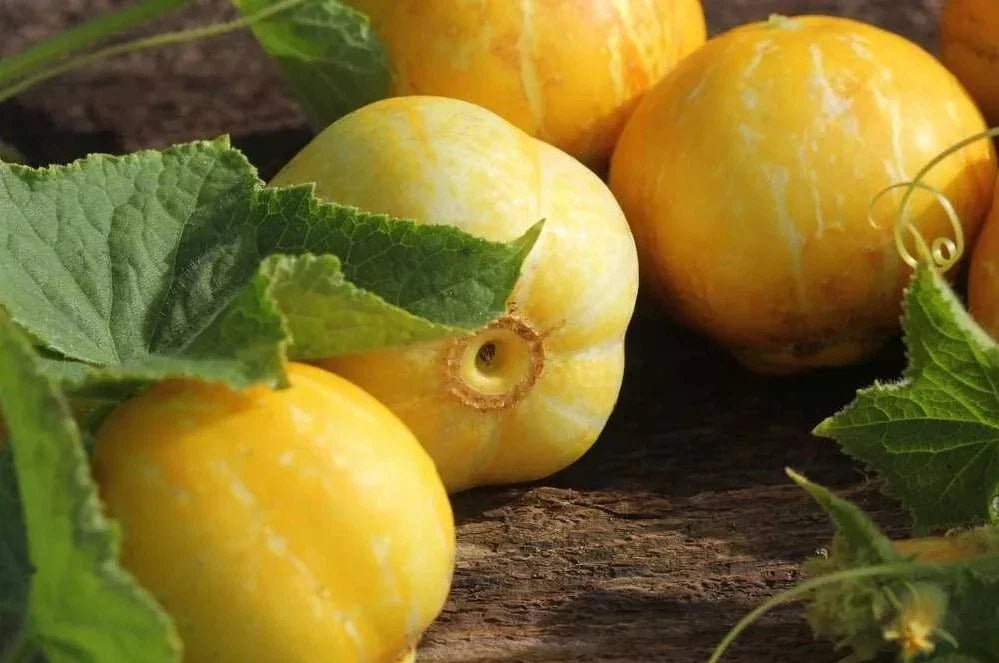 Lemon Cucumber Seeds - 50+ Heirloom Organic NON-GMO - Rare Cucumis sativus Variety
