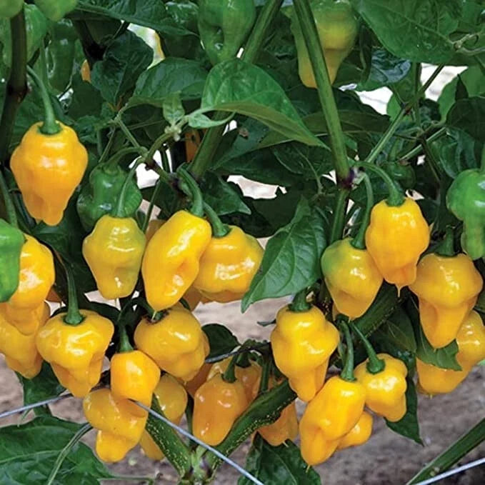Trinidad Perfume Pepper Seeds - Capsicum chinense - Spicy Culinary Peppers for Growing - 10 Seeds