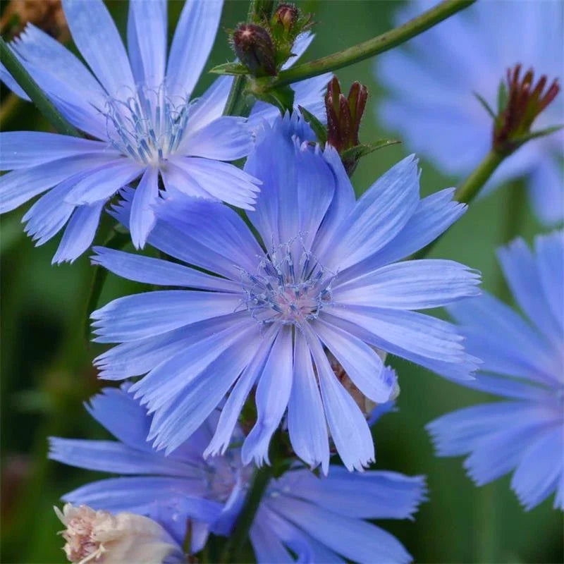 Chicory Seeds 300+ Non-GMO Blue Dandelion Cichorium Intybus Herb Seeds for Home Gardening & Landscaping
