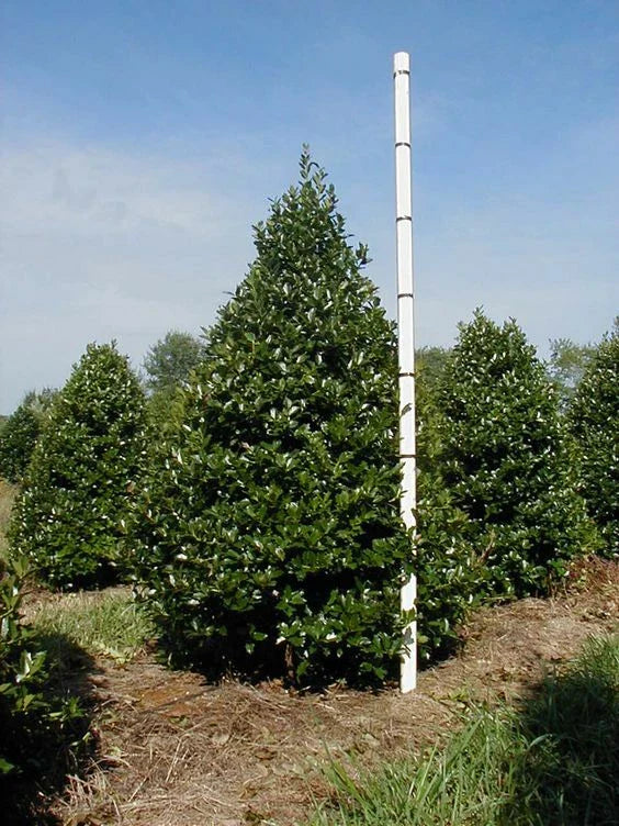 Oak Leaf™ Holly Plant - Evergreen Shrub, Compact, Ilex x 'Oak Leaf' - Hardy Landscape Foliage, Low Maintenance Garden Plant