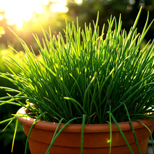 Chives Seeds 1000 Non-GMO Perennial Herb Allium schoenoprasum for Garden & Containers