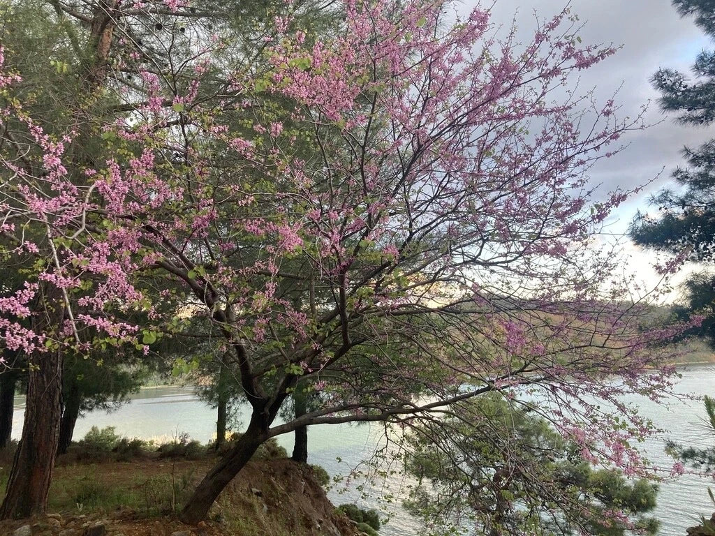 Cercis Siliquastrum Seeds - Pink Judas Tree Flowering Tree Seeds for Planting - Deciduous Ornamental Tree Seeds