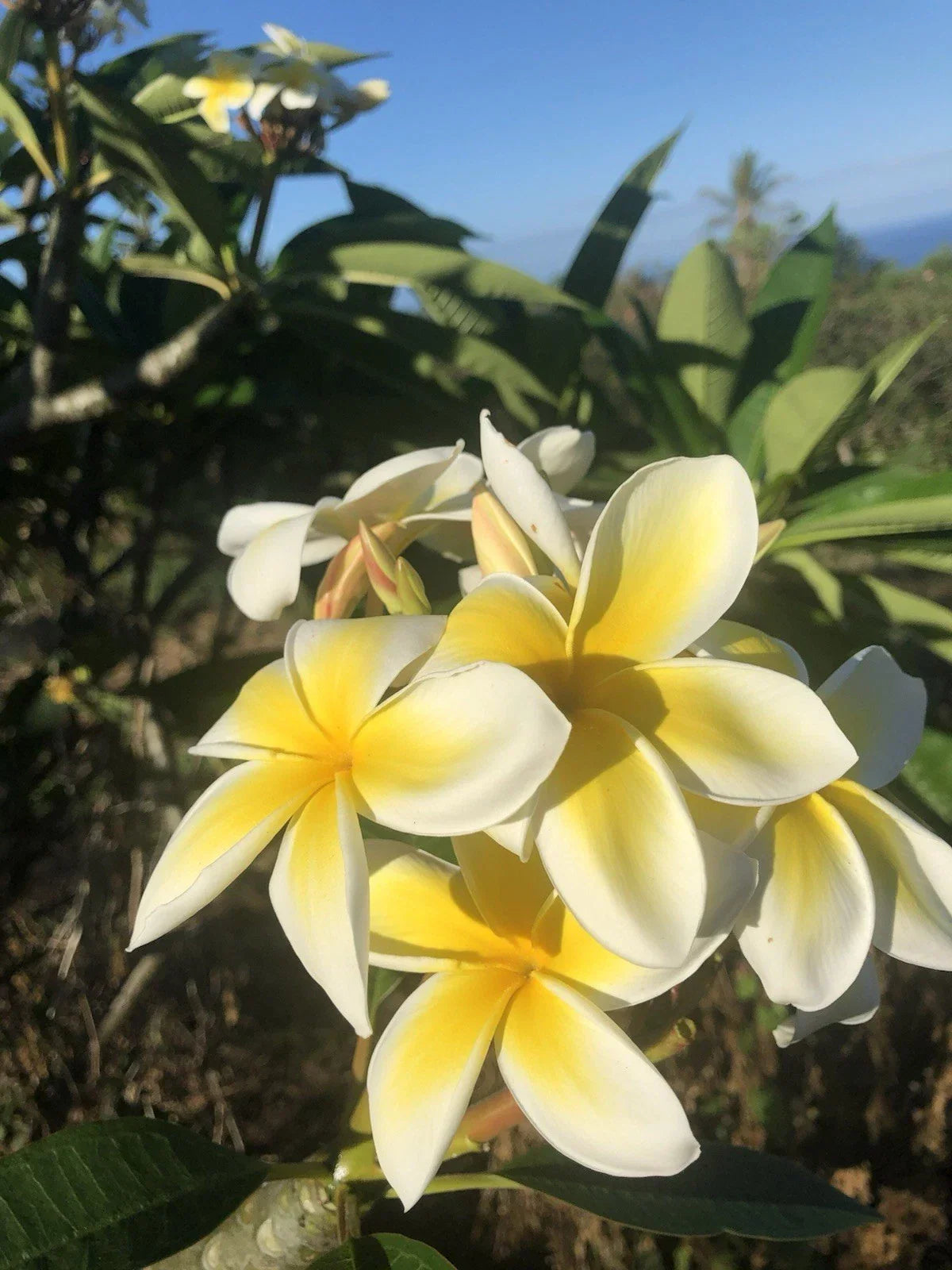 Hawaiian Grown Yellow Plumeria Cutting 10-inch Rooted Frangipani Plant for Garden and Patio