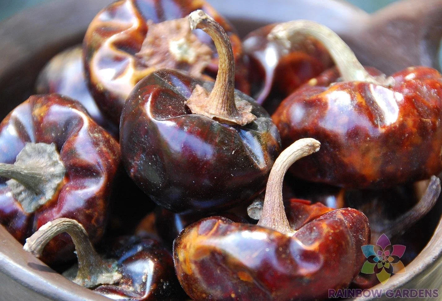 Cascabel Chile Hot Pepper Seeds – Capsicum annuum – 25+ Non-GMO Seeds for Salsas & Cooking – Full Sun, Well-Draining Soil