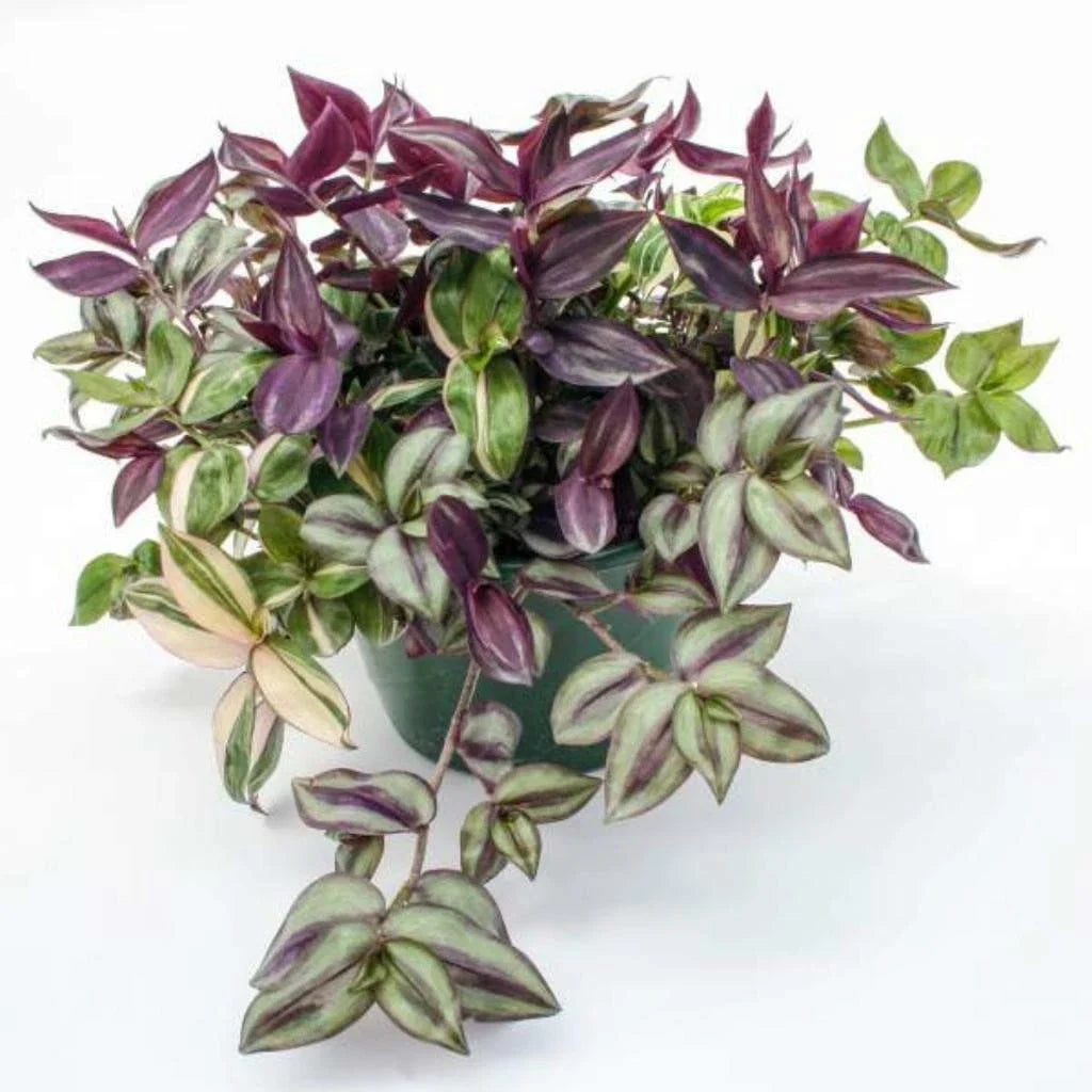 Tradescantia Zebrina Rooted Starter Plants, Colorful Foliage, Indoor House Plants, Rhapsody Tradescantia, Easy Care