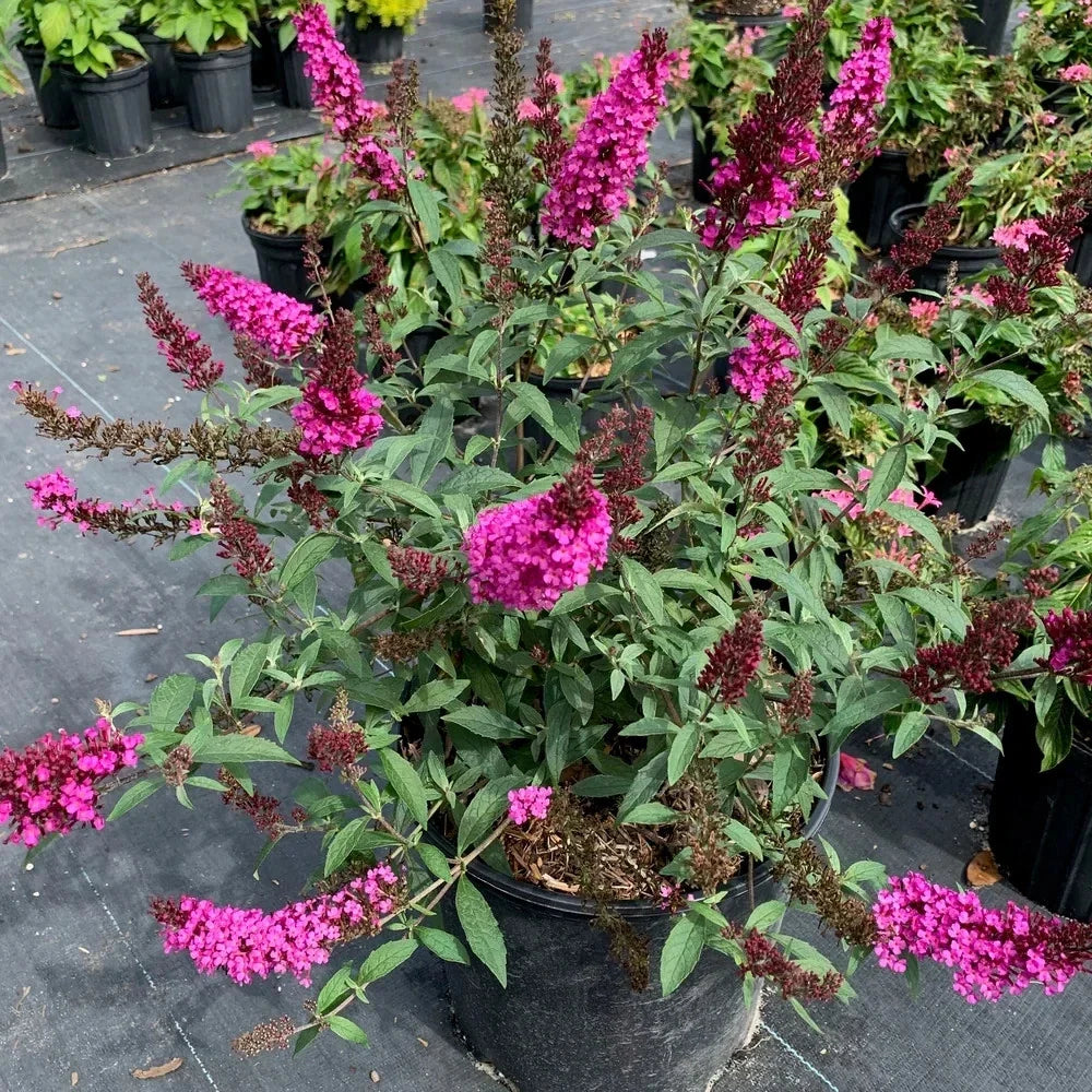 Raspberry Buddleia Starter Plant 2-4" | Butterfly Bush | Buddleja davidii | Attracts butterflies