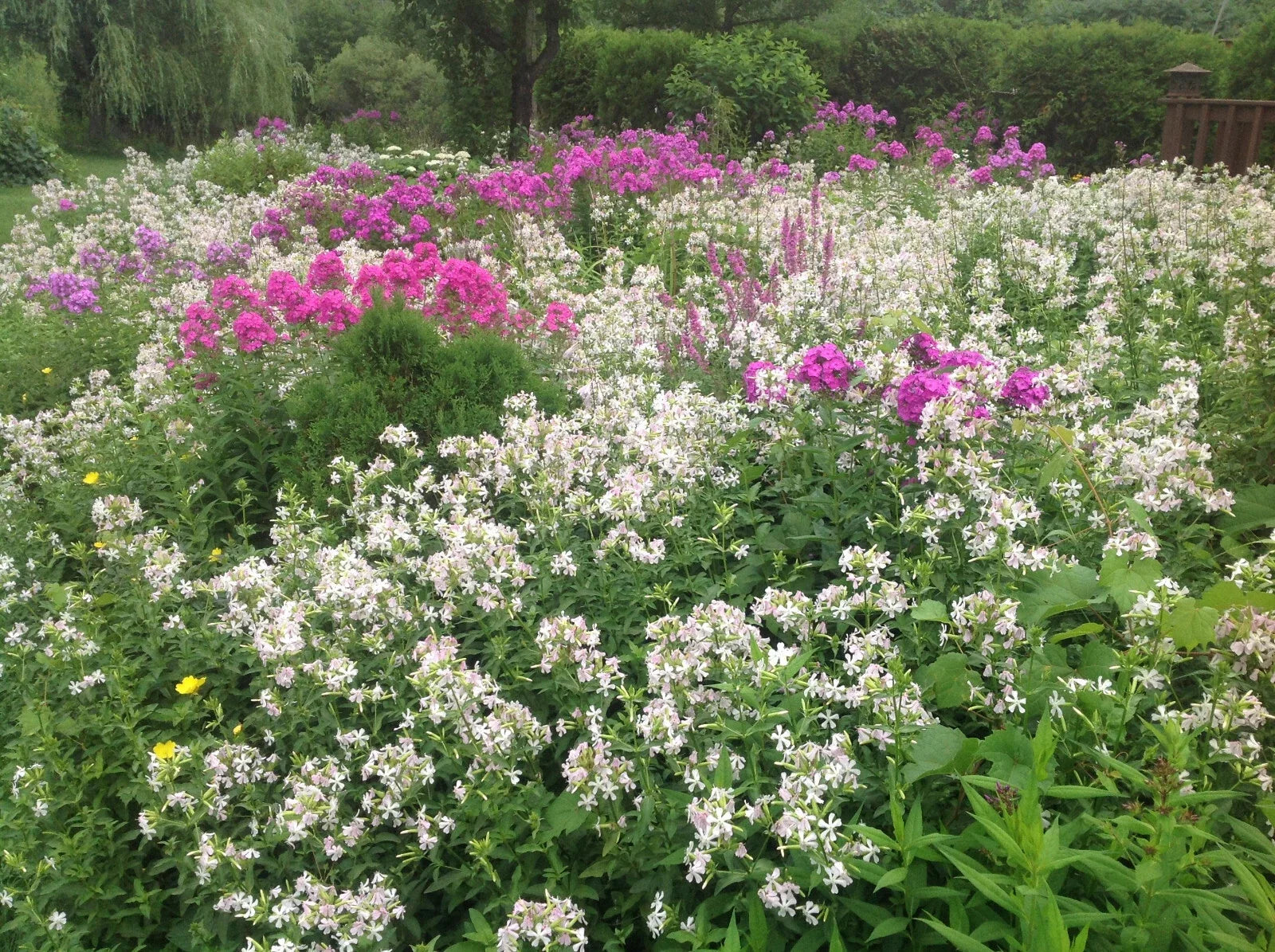 Perennial Bouncing Bet Plant - Bare-Root Saponaria officinalis Pink White Blooms Pollinator Friendly Erosion Control