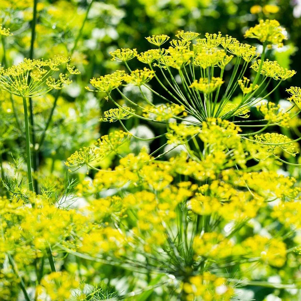 Mammoth Long Island Dill Seeds | Heirloom Non-GMO Anethum graveolens | Culinary & Pickling Herb | 100+ Pack