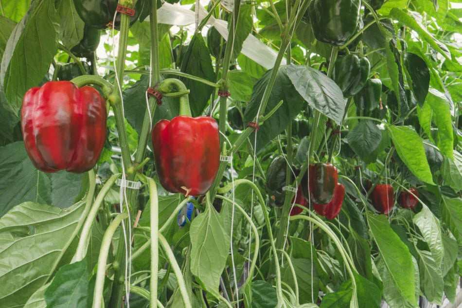 Sweet Red Girl Bell Pepper Seeds - 500 Count - Capsicum annuum - Non-GMO Heirloom