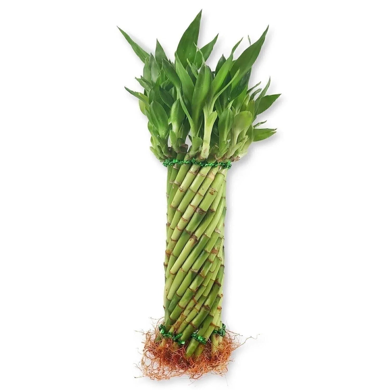 Lucky Bamboo Tornado Plant - Live Indoor Dracaena sanderiana Bare Root - 10 Inch Indoor Plant for Home & Office