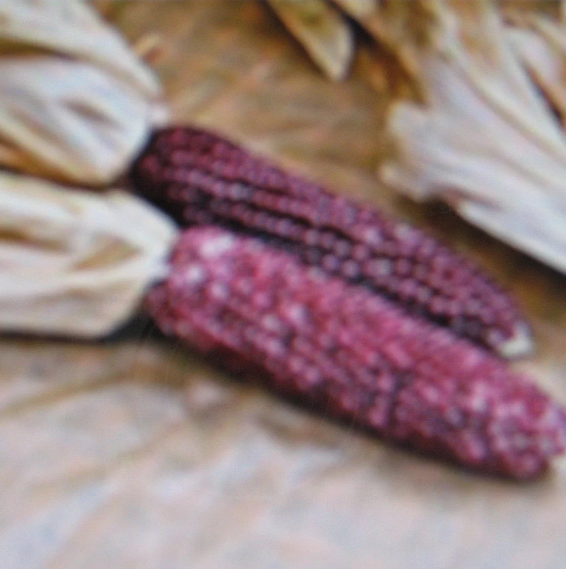 Purple Popcorn Seeds - 50 Pack Heirloom Zea mays everta for Home Garden & DIY Popcorn Growing