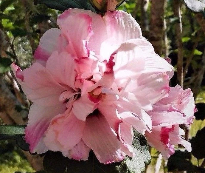 Double Pink Rose of Sharon Hibiscus syriacus Live Plant Starter - Variegated Double Pink Flowers, Fast Growing, Low Maintenance, Bare Root