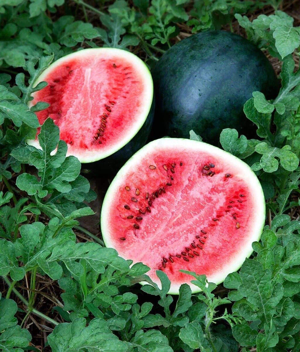 Sugar Baby Watermelon Seeds - Non-GMO Citrullus lanatus, Small Sweet Watermelon, 6-8 lbs, Pack of 25 Seeds