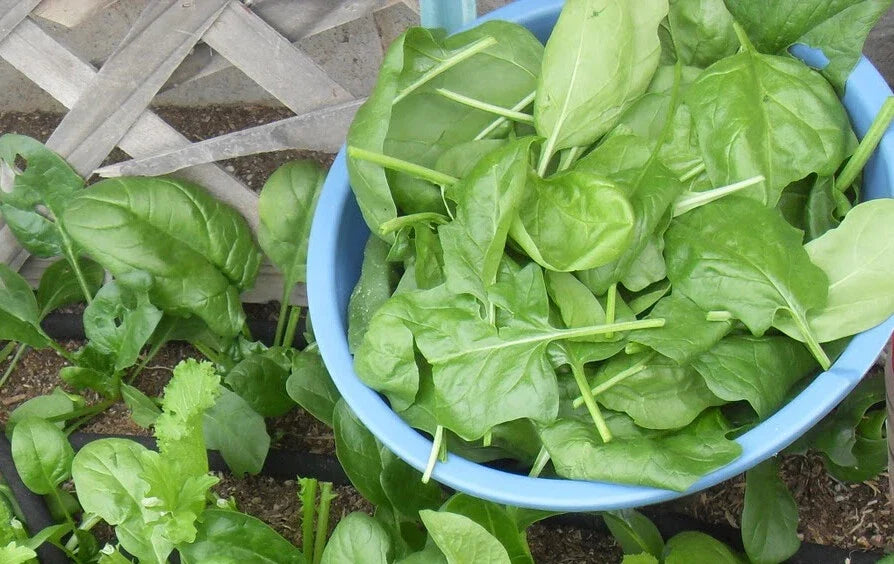 200+ Viroflay Spinach Seeds | Heirloom Spinacia oleracea for Home Gardening & Bountiful Harvest