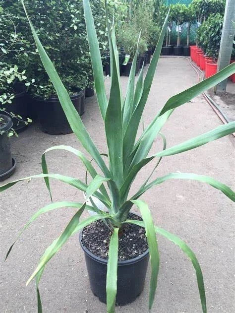 Dracaena Draco Seeds - 5 Pack - Dragon Tree Seeds for Indoor & Outdoor Gardening - Rare Tropical Plant Seeds
