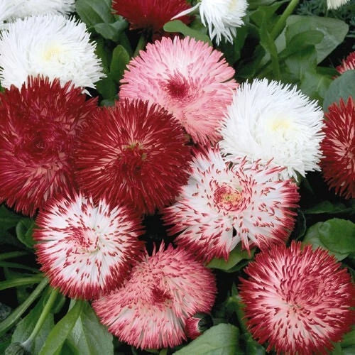 Red & White English Daisy Seeds - Bellis perennis Garden Planting Pack of 200+ Seeds for Borders & Containers