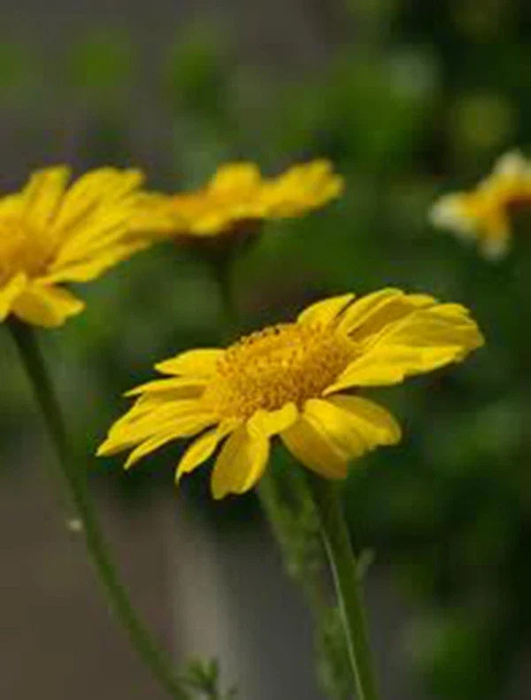 Garland Chrysanthemum Seeds, 50+ Golden Yellow Blooms, Chrysanthemum morifolium, Garden Flower, Pollinator Attractant