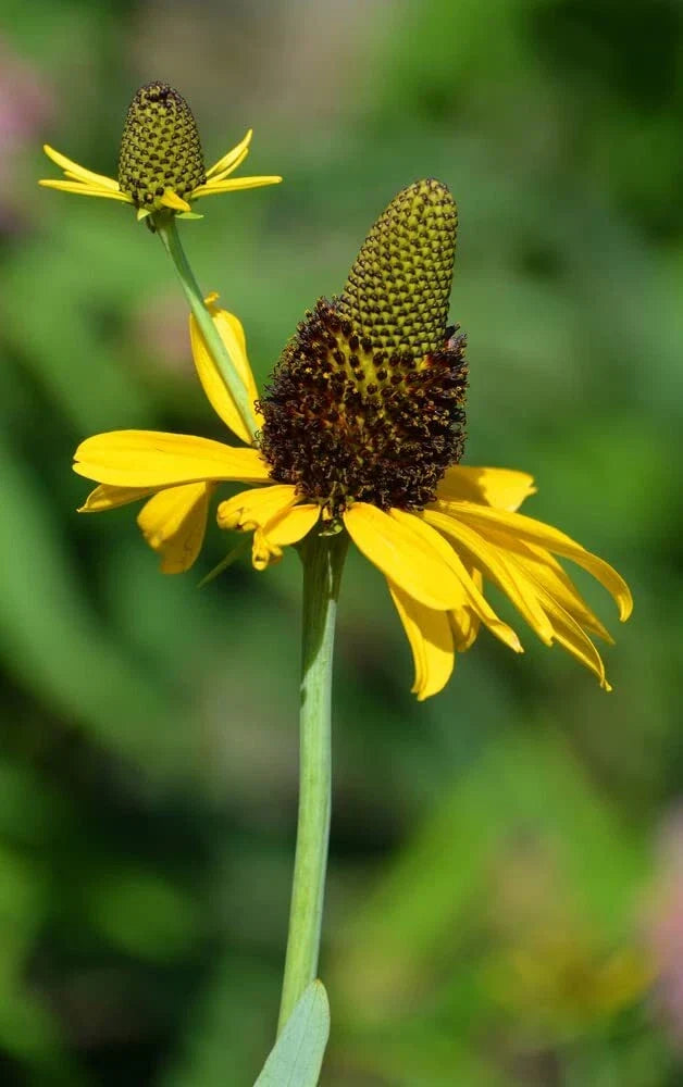Great Coneflower Seeds 100 Count, Rudbeckia Maxima, Easy to Grow, Bright Yellow Flowers for Pollinators