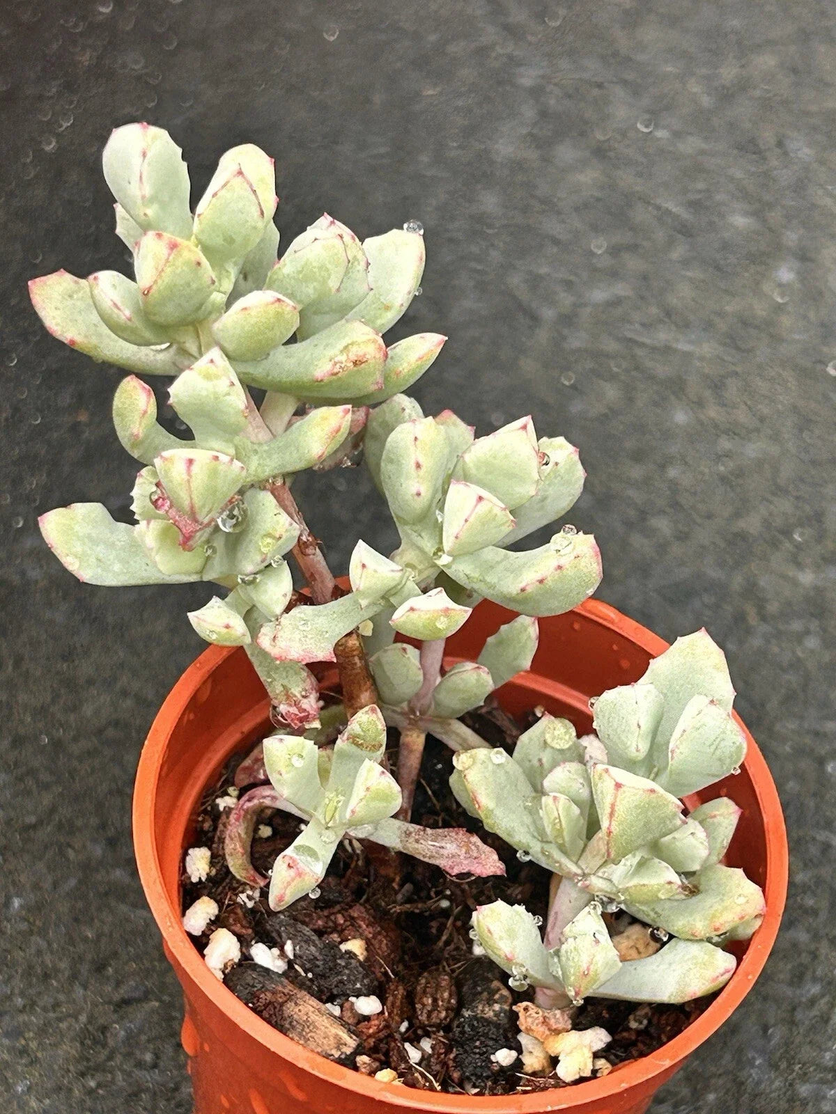 Pink Ice Plant, Fully Rooted Oscularia Deltoides Succulent, Drought-Tolerant Ground Cover, Indoor or Outdoor Plant