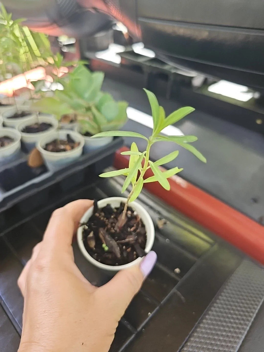 Balloon Milkweed Live Plant 4" Pot - Hairy Balls Butterfly Weed Asclepias Gomphocarpus